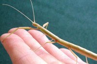Stick Insects: Free Drop-in Activities