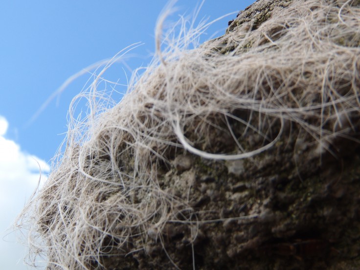 Dartmoor scratching post rock