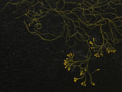 Artist Talk: Thinking with Slime Mould