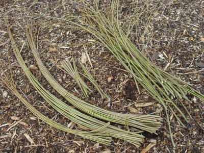 Willow Weaving at organicARTS