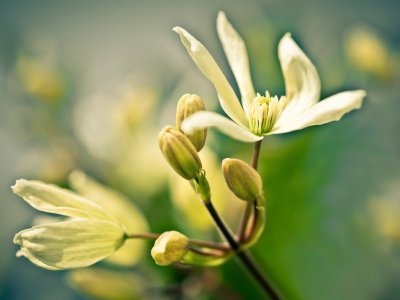 The Garden Show at Firle Place 19-21 April 2013