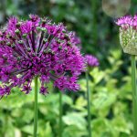 The Garden Show at Stansted Park 7-9 June 2013